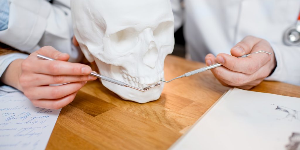 Dos dentistas señalando con el instrumental dental un modelo de cráneo sobre la mesa de la consulta